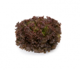Mineral Lettuce Seeds 5000 seeds