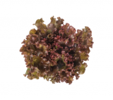 Orbital Lettuce Seeds 5000 seeds