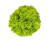 Vindicate Lettuce Seeds 5000 seeds