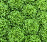 Ferega Lettuce Seeds 5000 seeds