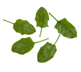 Kangaroo Spinach Seeds 1.000.000 seeds