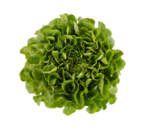 Cook Lettuce Seeds 5000 seeds