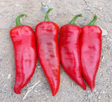Orfeus Pepper Seeds 500 seeds
