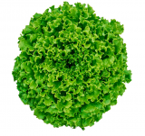 Ginko Lettuce Seeds 5000 seeds