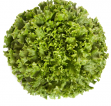 Station Lettuce Seeds 5000 seeds