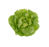 Basilio Lettuce Seeds 5000 seeds