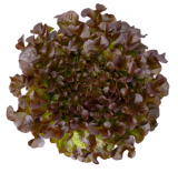 Xodos Lettuce Seeds 5000 seeds