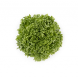 Lalique Lettuce Seeds 5000 seeds