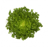Wallonne - Monaco Endive Seeds 5.000 seedds