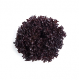 Sungari Lettuce Seeds 5000 seeds