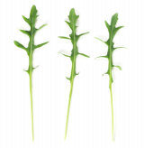 Sinope F1 Rukola Seeds 5.000.000 seeds