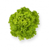 Invicta Lettuce Seeds 5000 seeds