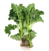Karillo F1 Kale Seeds 1000 seeds