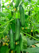 Fadia Cucumber seeds 250 seeds