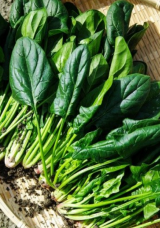 PV 1367 Spinach Seeds 50.000 seeds