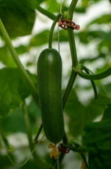 Summerstar Cucumber Seeds 500 seeds