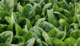 PV 1582 Spinach Seeds 50.000 seeds