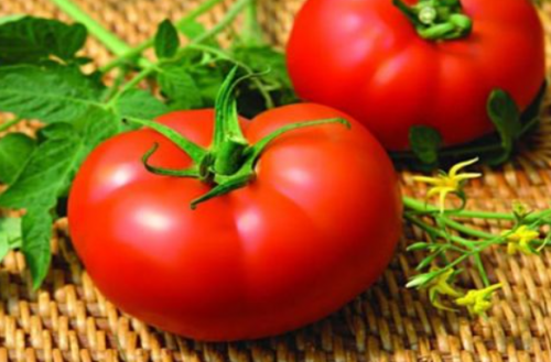 BEEF - Mahitos F1 Tomato Seeds 1000 seeds - 1000 seeds