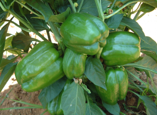 GREEN-RED - Olympus Pepper Seeds 500 seeds - 500 seeds