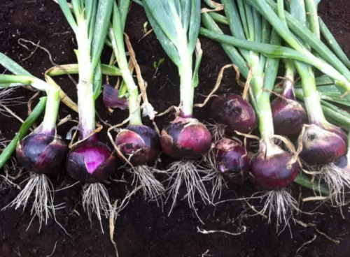 BULBS - Red Emperor Onion Seeds 250.000 seeds - 250.000 seeds