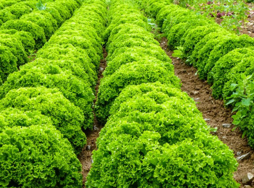 GREEN - Ilema Lettuce Seeds 5000 seeds - 5000 seeds