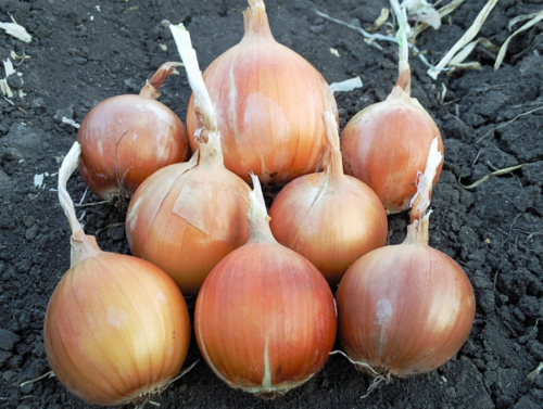 BULBS - Samantha Onion Seeds 250.000 seeds - 250.000 seeds