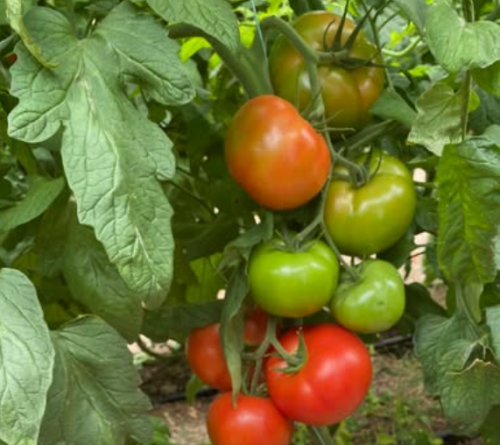 BEEF - Annenfeld F1Tomato Seeds 1000 seeds - 1000 seeds