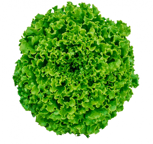 BATAVIA - Ginko Lettuce Seeds 5000 seeds - 5000 seeds
