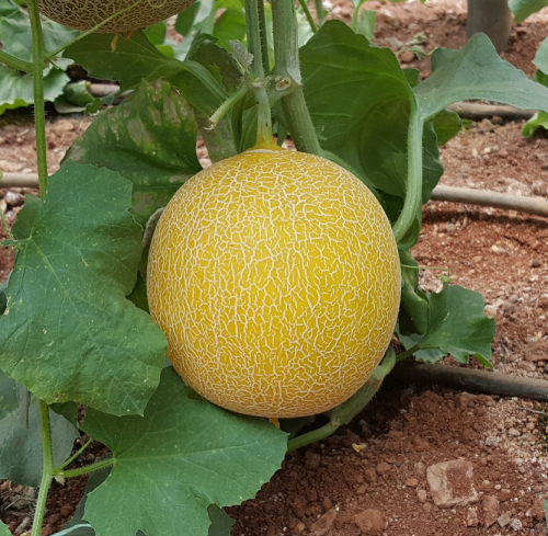 GALIA - Niovi Melon Seeds 500 seeds - 500 seeds