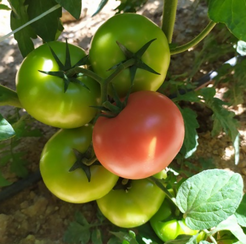 BEEF - Dokia F1 Tomato Seeds 1000 seeds - 1000 seeds