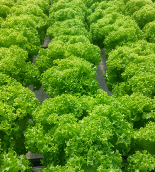 GREEN - Jokary Lettuce Seeds 5000 seeds - 5000 seeds