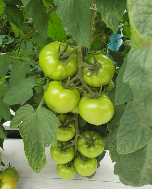 BEEF - Lovella F1 Tomato Seeds 1000 seeds - 1000 seeds