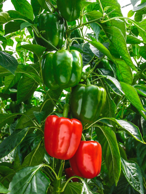 GREEN-RED - Drakkan Pepper Seeds 500 seeds - 500 seeds