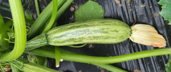Orfeus F1 Zucchini Seeds 500 seeds