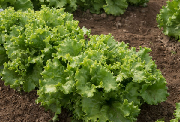 Starfighter Lettuce Seeds 5000 seeds