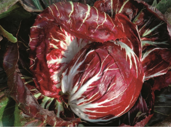 TT 506 F1 Radicchio Seeds 5000 seeds - SPIROU