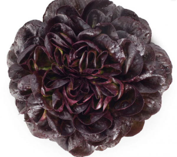 Seurat Lettuce Seeds 5000 seeds
