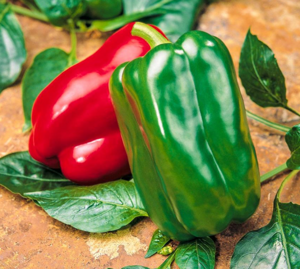 Atol Pepper Seeds 500 seeds