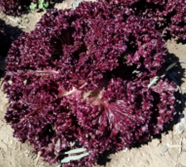 Lea Lettuce Seeds 5000 seeds
