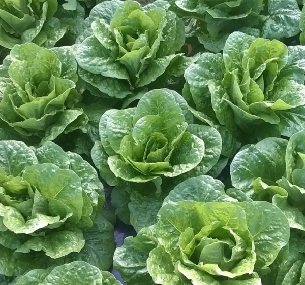 Ortigia Lettuce Seeds 5000 seeds