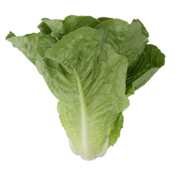Nicodemus Lettuce Seeds 5000 seeds
