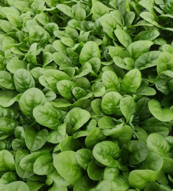 PV 1656 Spinach Seeds 1.000.000 seeds