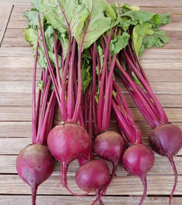 Scarlett Beetroot Seeds 50.000 seeds