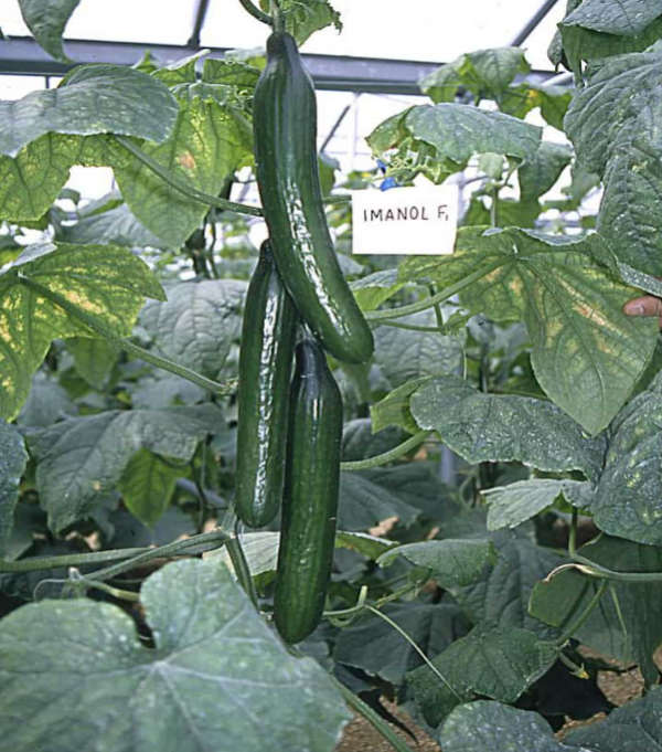 Imanol Cucumber Seeds 100 seeds