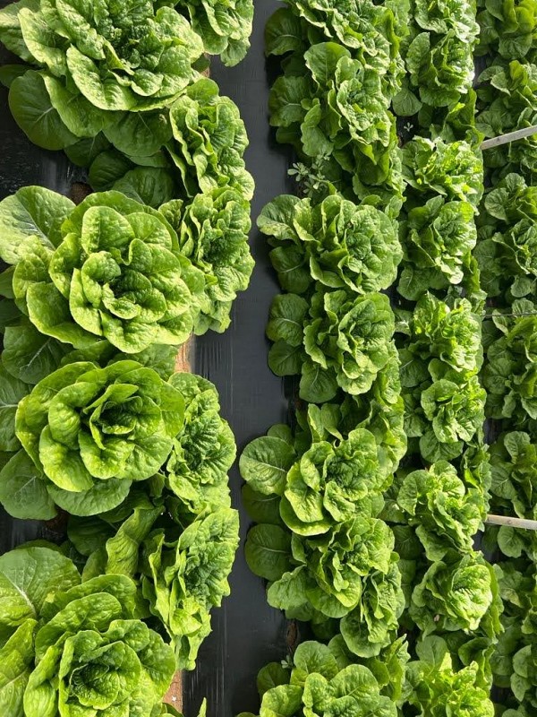 Conan (P) Lettuce Seeds 5000 seeds