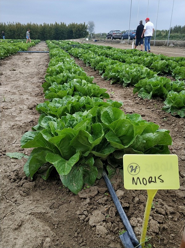 Morris (P) Lettuce Seeds 5000 seeds