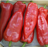 Kaptur Pepper Seeds 1000 seeds