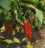 Eugenia F1 Pepper Seeds 1000 seeds