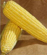 Overland F1 Sweetcorn Seeds 5000 seeds