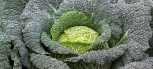 SAVOY CABBAGE - Cordoba F1 Cabbage Seeds 2500 seeds - 2500 seeds